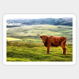 Highland Cow Happy In Scotland Sticker